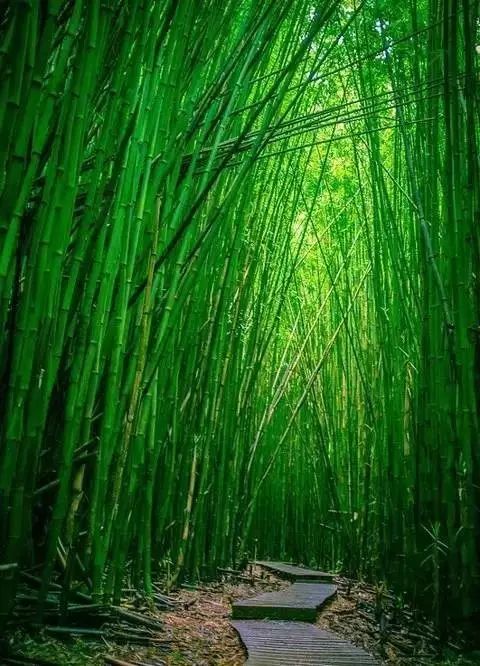 淡黄柳·吟初夏竹林（文/邹晓华）……莲叶之珠文学社