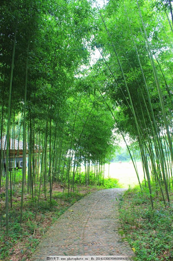 淡黄柳·吟初夏竹林（文/邹晓华）……莲叶之珠文学社（图3）