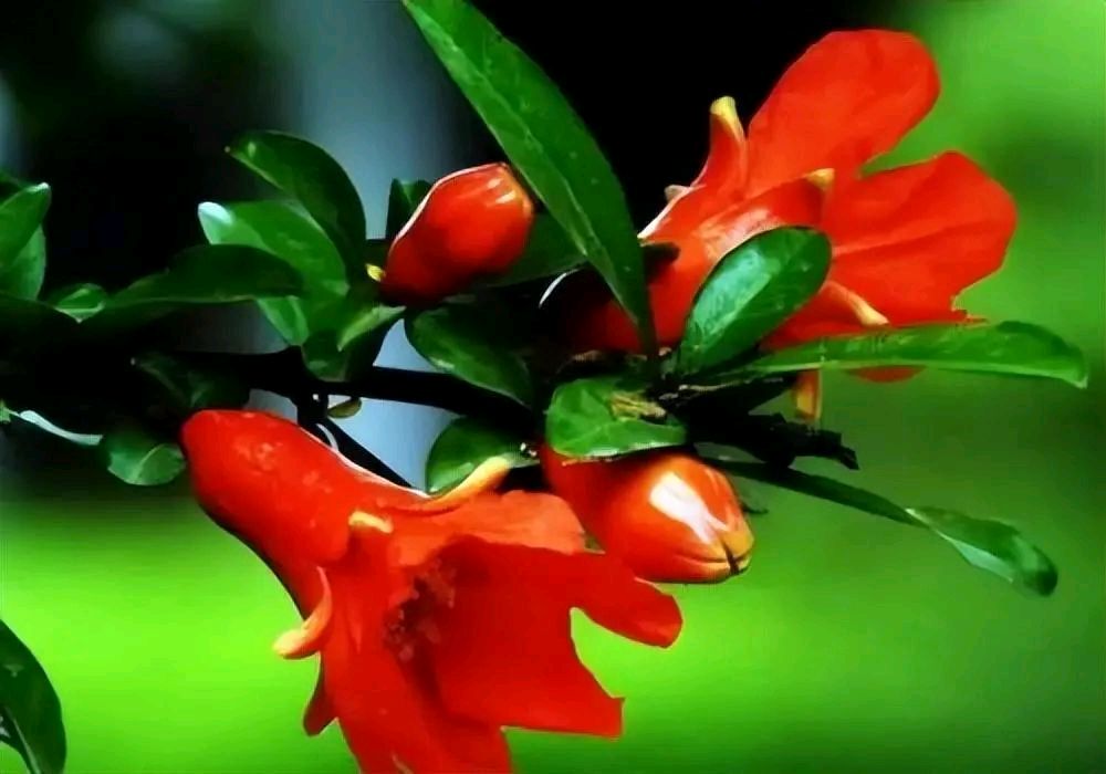 【散文】石榴花开红似火 作者/春华秋实（图6）