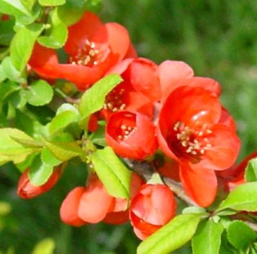 【散文】石榴花开红似火 作者/春华秋实（图4）