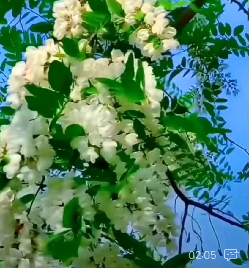 【荣耀中国】槐花又逢飘香时 作者/ 竹 韵 (安徽)（图2）