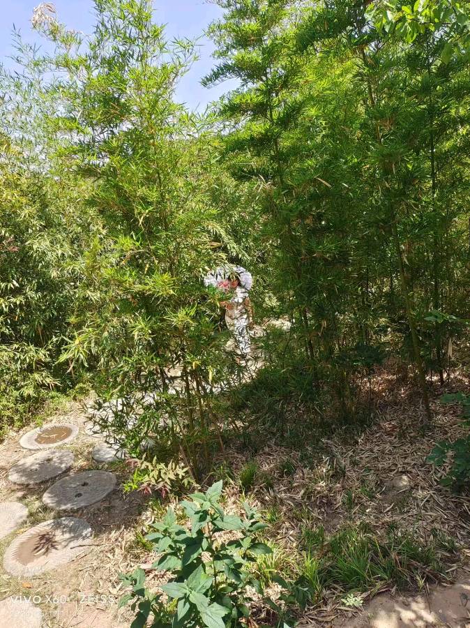 【荣耀中国】诗.我在五月里等你文/胡秉方（内蒙）（图4）