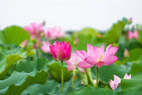 《亚洲诗艺特刊》徐有信.诗选(图8)