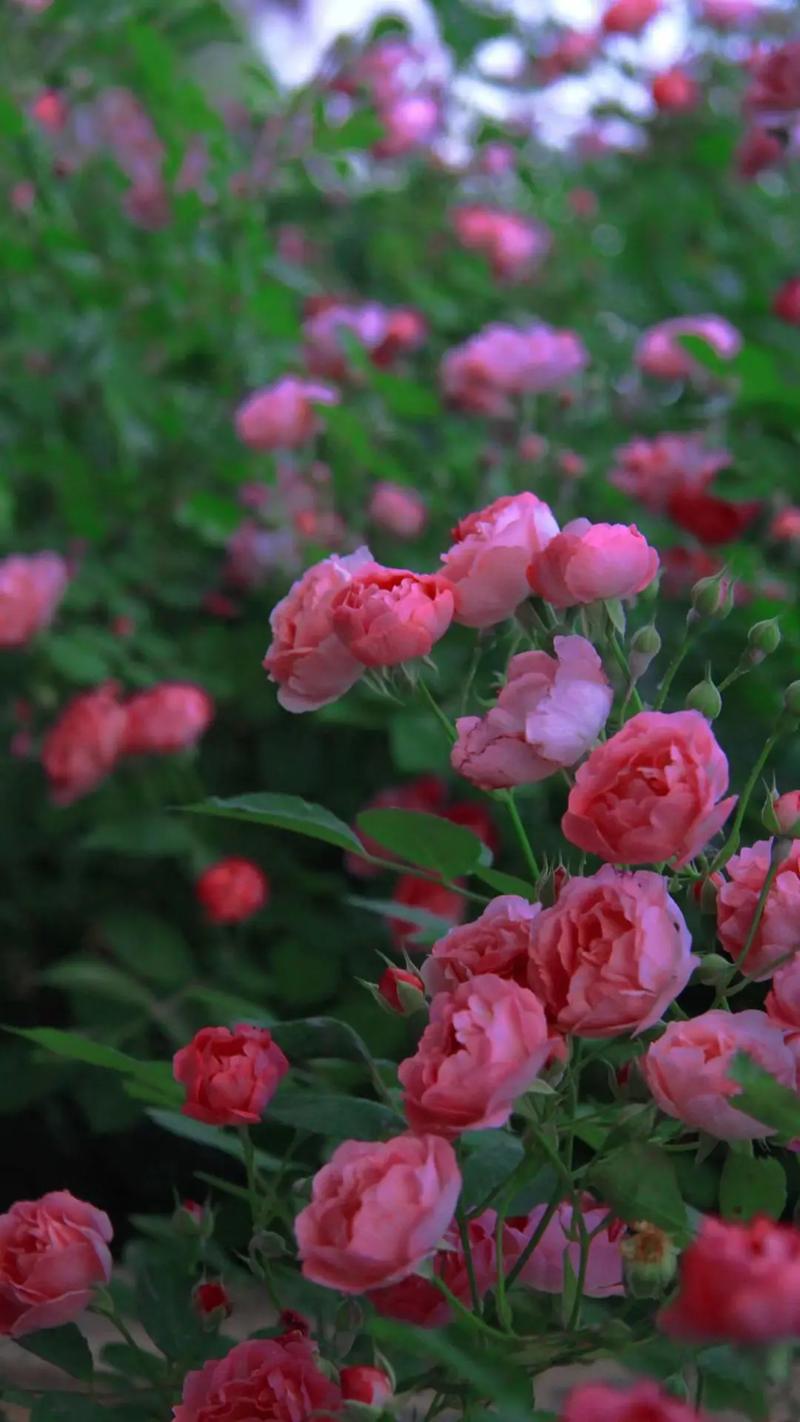 七绝-石榴花（外一首）诗||旗袍（图16）
