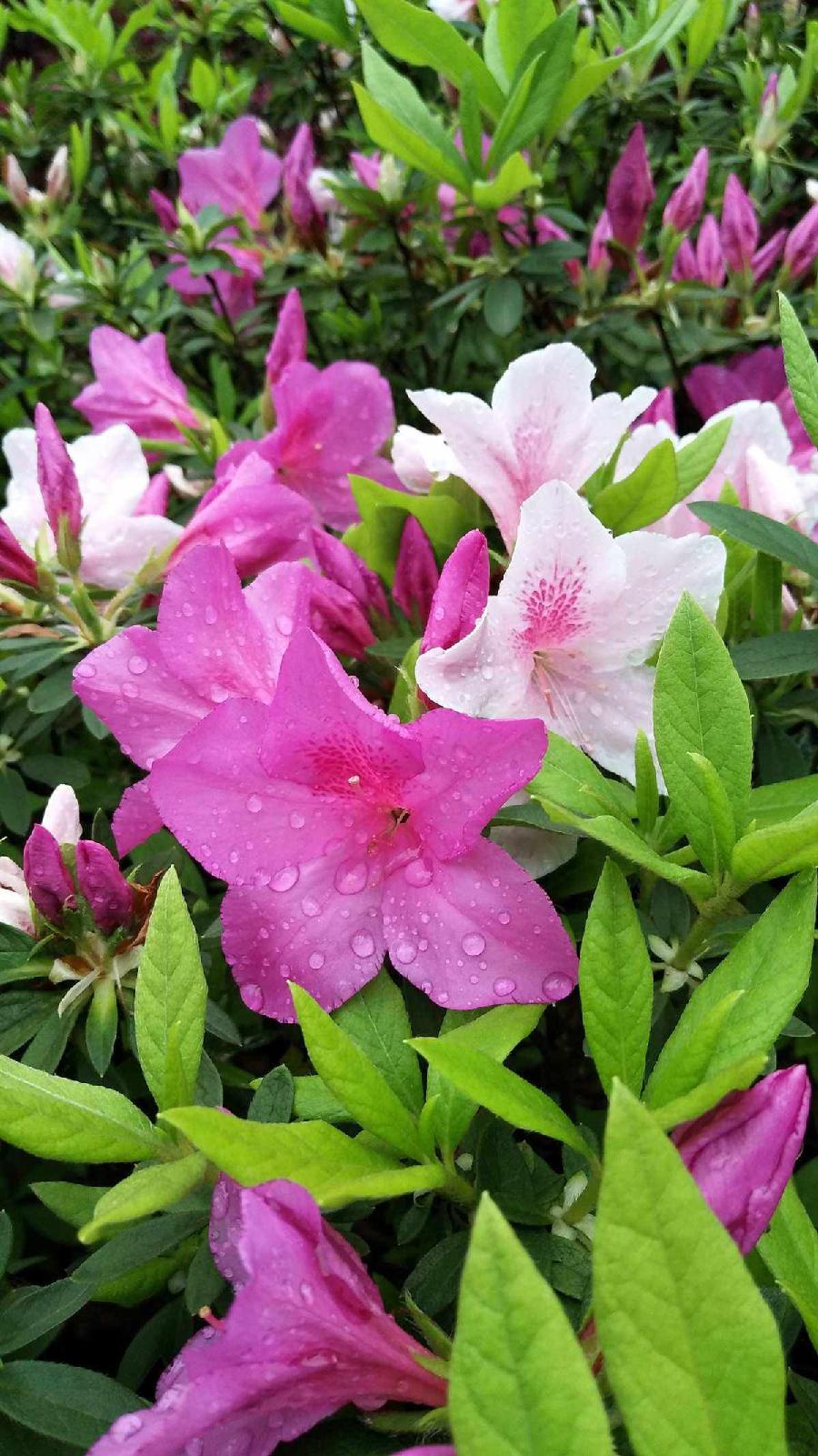 名花有主（三）诗||朱学钊（图15）