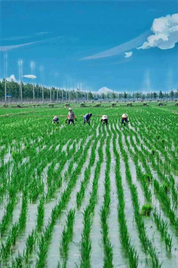 【中国长江文学社】有声文学平台《风梳水润插秧忙》作者 盛百珍//主播 祥云//编辑 岁月静好（图3）