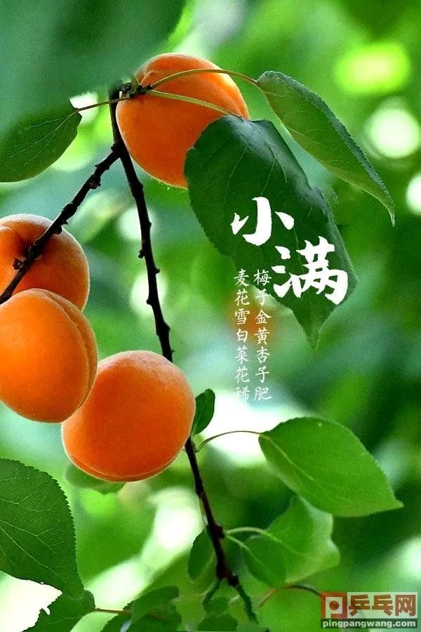 【中国长江文学社】有声文学平台《小满抒怀》作者 黄金鑫//主播 看海//编辑 岁月静好//第8767期（图3）