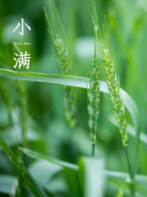 【中国长江文学社】有声文学平台《小满抒怀》作者 黄金鑫//主播 看海//编辑 岁月静好//第8767期（图2）