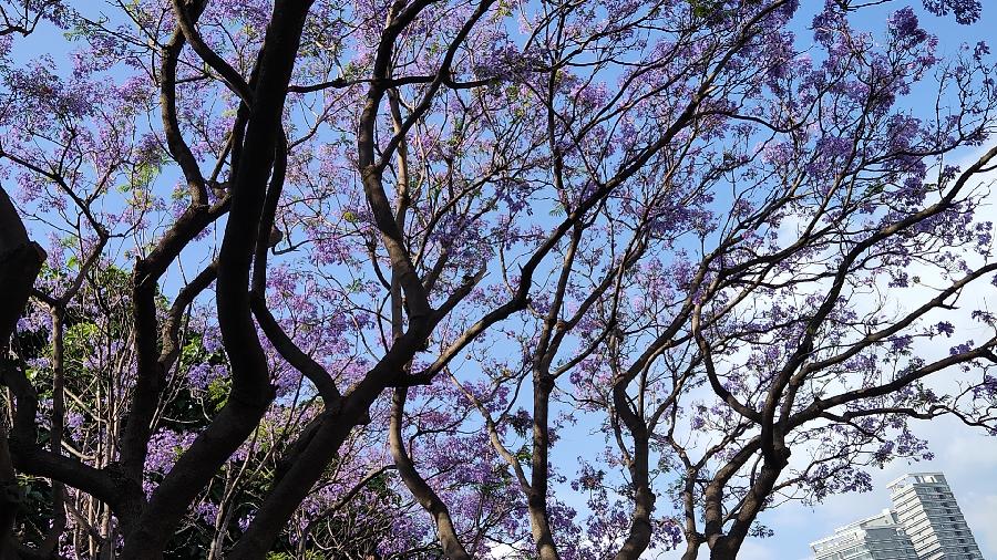 梦幻蓝花楹（图3）