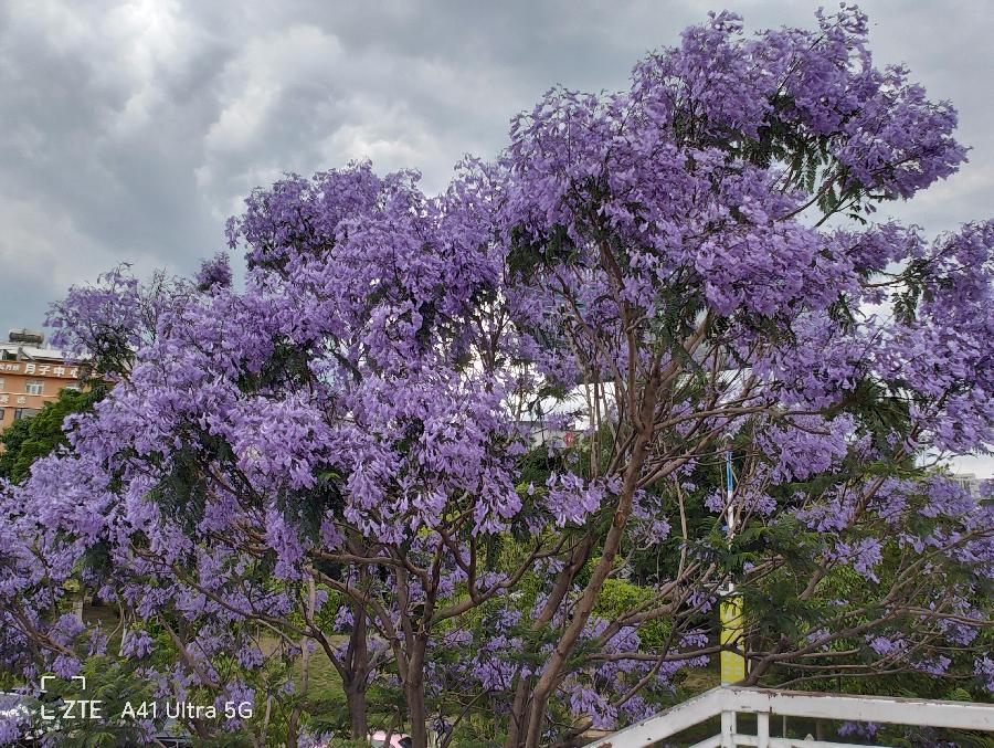 梦幻蓝花楹（图5）