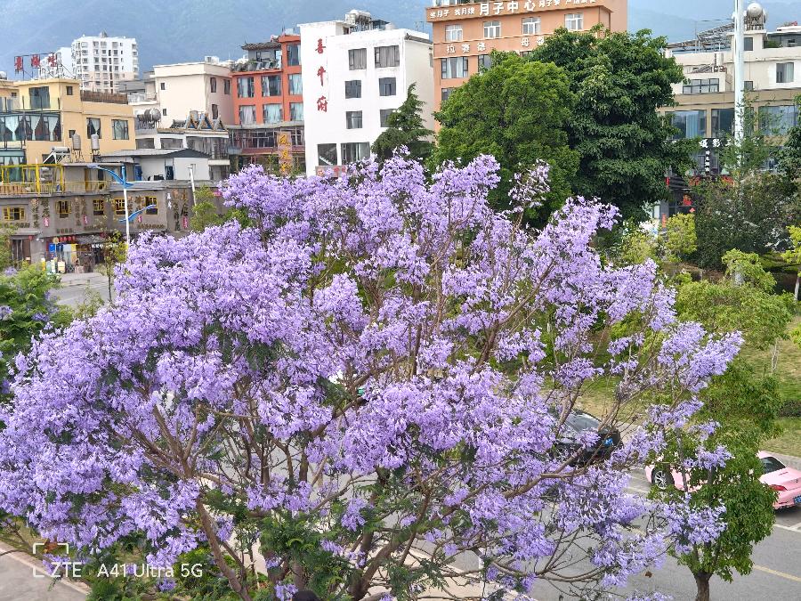 梦幻蓝花楹（图7）