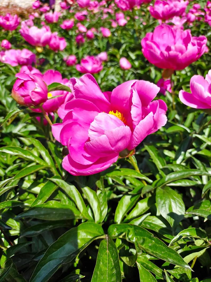 【美文赏评】芍药花基地游记 文\莫柔