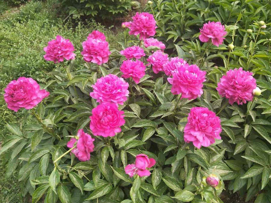 【美文赏评】芍药花基地游记 文\莫柔(图2)
