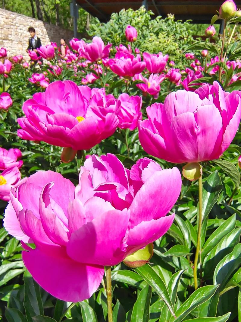 【美文赏评】芍药花基地游记 文\莫柔(图4)