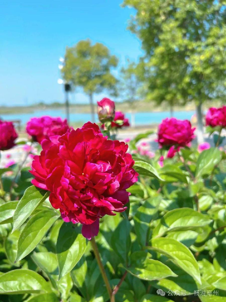 【美文赏评】芍药花基地游记 文\莫柔(图3)