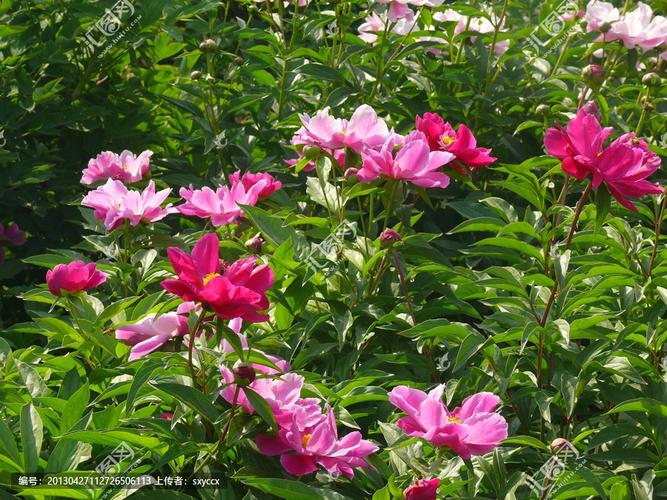 【美文赏评】芍药花基地游记 文\莫柔(图5)