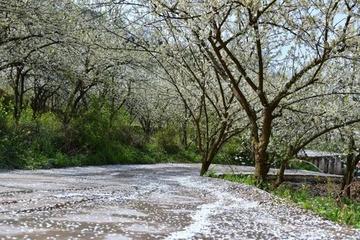 《暮春即景》作者:王明雪【雪歌】主播:知语【桃源国际诗歌文化传媒】用声音传递温暖以诵读致敬人生♬（图6）
