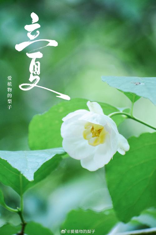 浅夏温柔 ‖ 作者/王大生 朗诵/思念（图4）