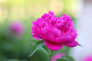 《咏花七律十二首》作者:马守华【桃源国际诗歌文化传媒】桃源♀古韵（图9）