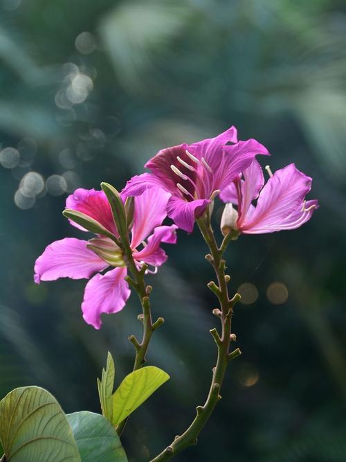 《咏花七律十二首》作者:马守华【桃源国际诗歌文化传媒】桃源♀古韵（图12）