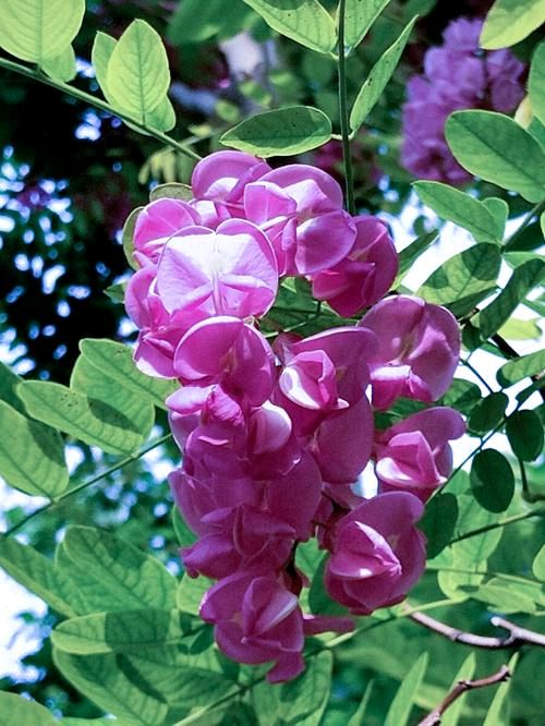 《咏花七律十二首》作者:马守华【桃源国际诗歌文化传媒】桃源♀古韵（图14）
