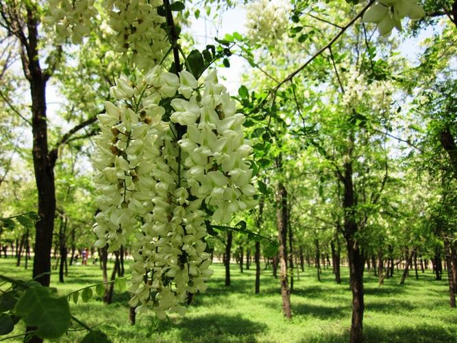 【美诗欣评】赏槐树花诗/盛百珍(辽宁台安)