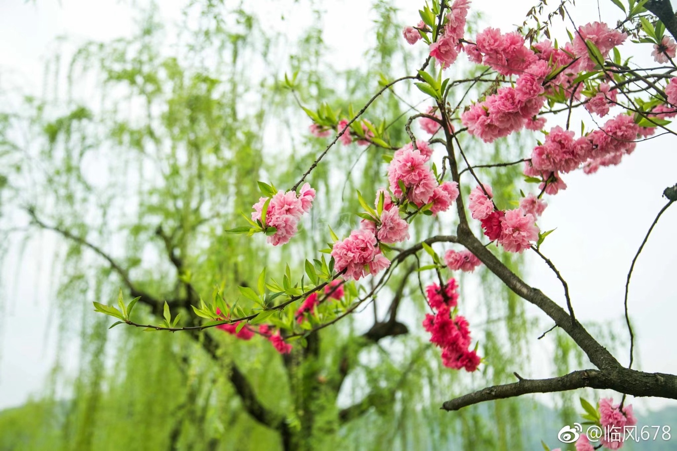 春之歌-文：潘幽燕（日本）静月晴美（日本）日本总社【世界诗人名人展】10964期（图5）