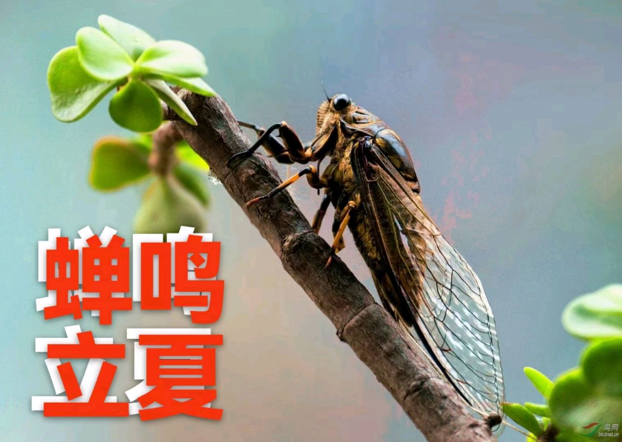 《许峰诗歌研究院》诗词歌赋（图5）