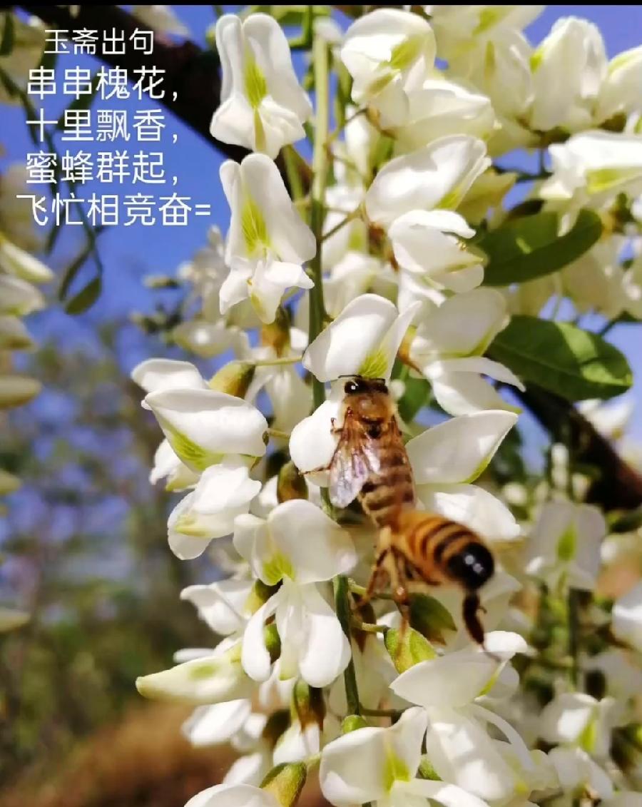 【都市头条向幸福出发编辑部】第11450期 云霞群诗联园地 61（总编 刘玉斋）