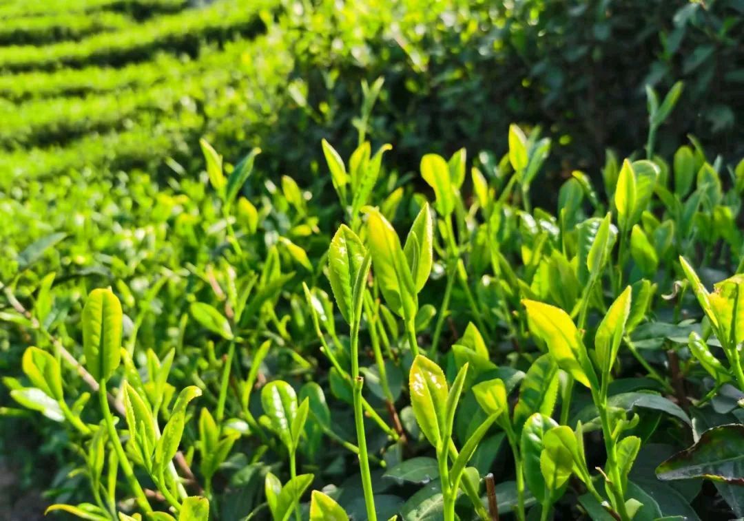 东方书剑的《五绝•文新毛尖茶园品茶》
