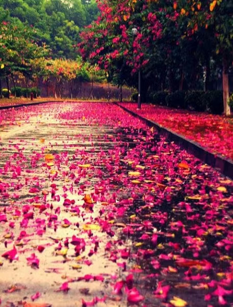 感怀繁花凋落～诗||李耀文（图17）