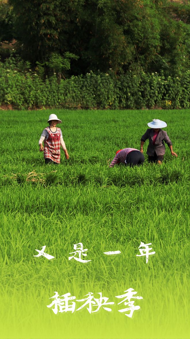 七绝-小满吟～诗||胡斌（桃花园君）（图12）