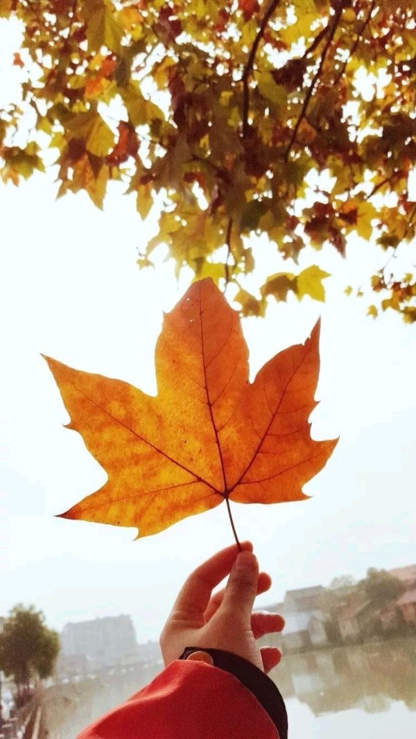 《许峰诗歌研究院》武春燕老师诗集（图5）