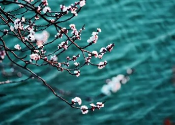 《许峰诗歌研究院》武春燕老师诗集（图7）