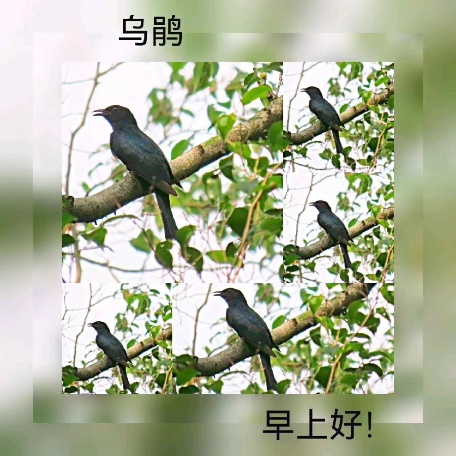 联机全球发布马洪武作品欣赏（图52）