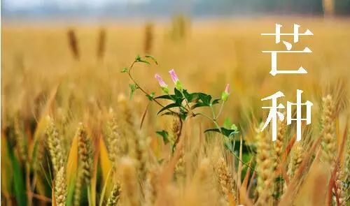 七律·芒种郄世民（河北石家庄）（图3）