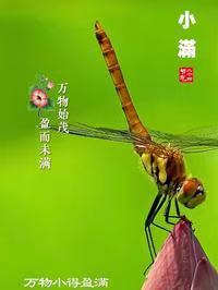 七律·甲辰小满（文/冯清明）……莲叶之珠文学社（图4）