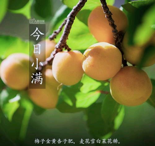 《九江文学社》《甲辰小满节气》专刊（图2）