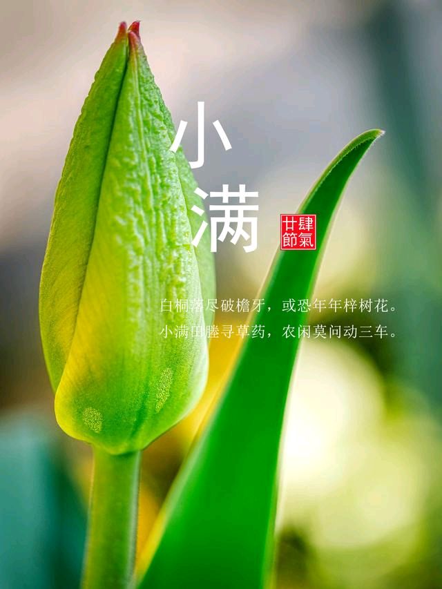 《九江文学社》《甲辰小满节气》专刊（图20）