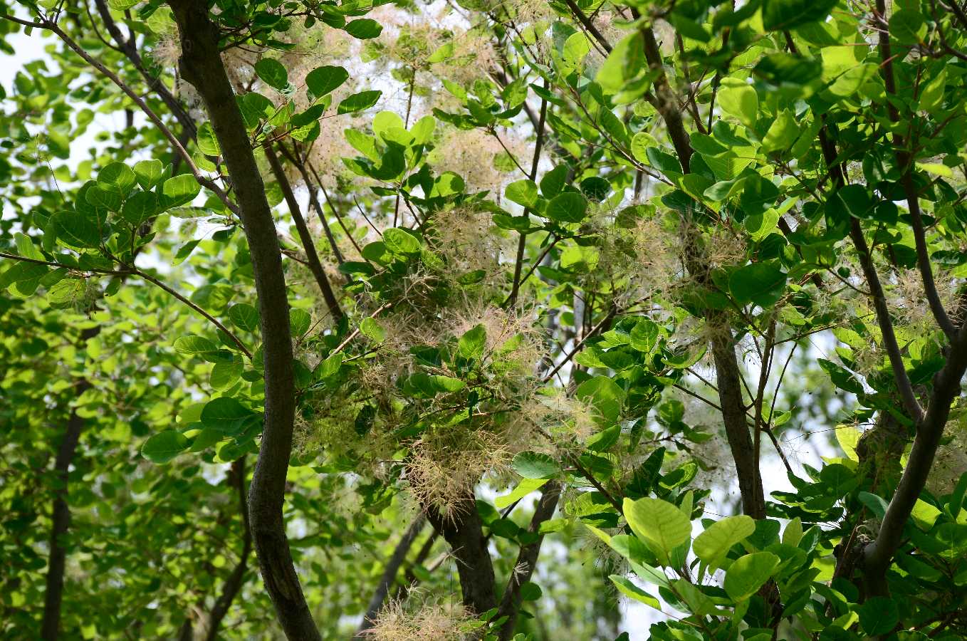 白洋淀芦苇荡（图5）