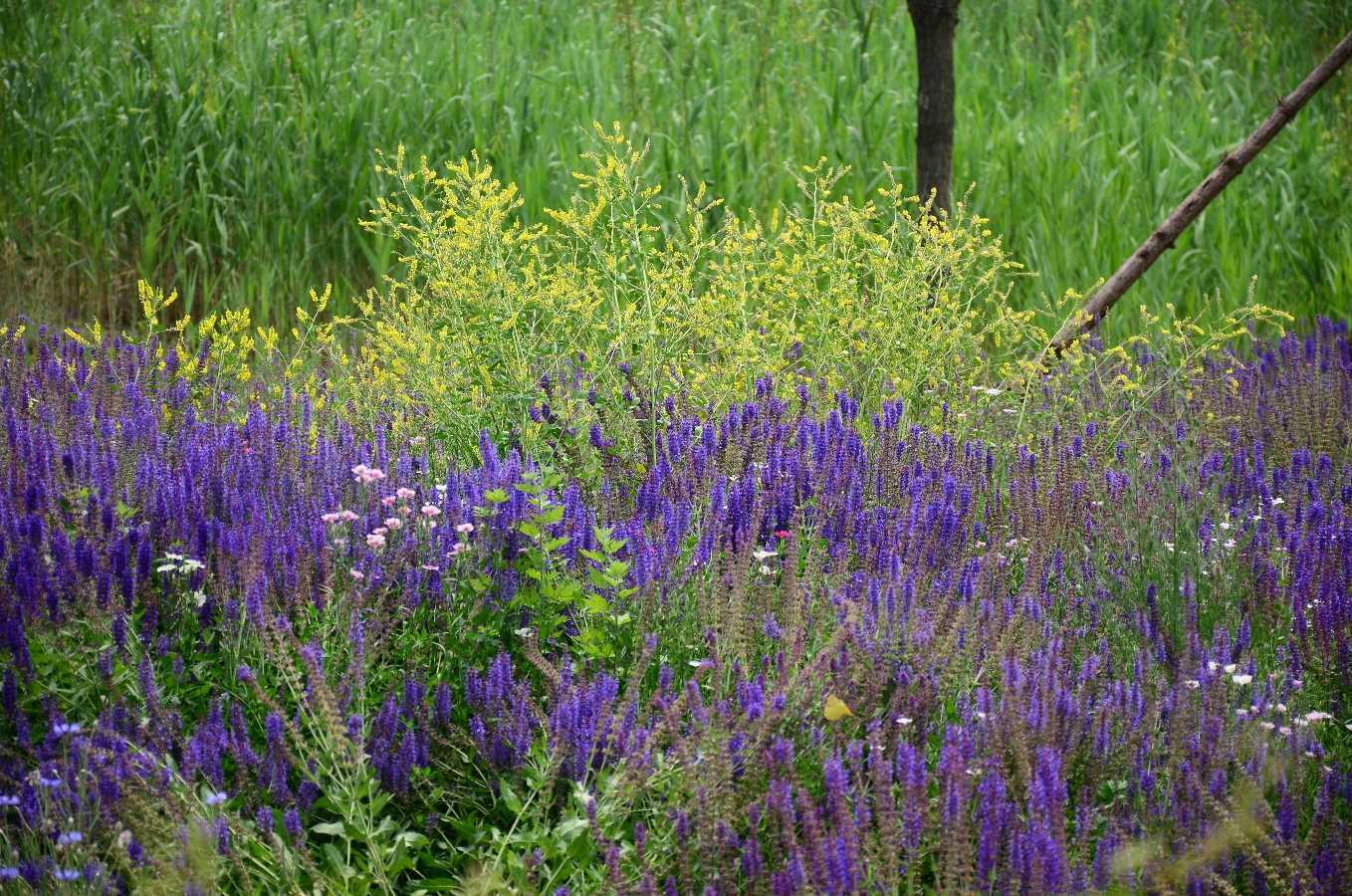 白洋淀芦苇荡（图3）