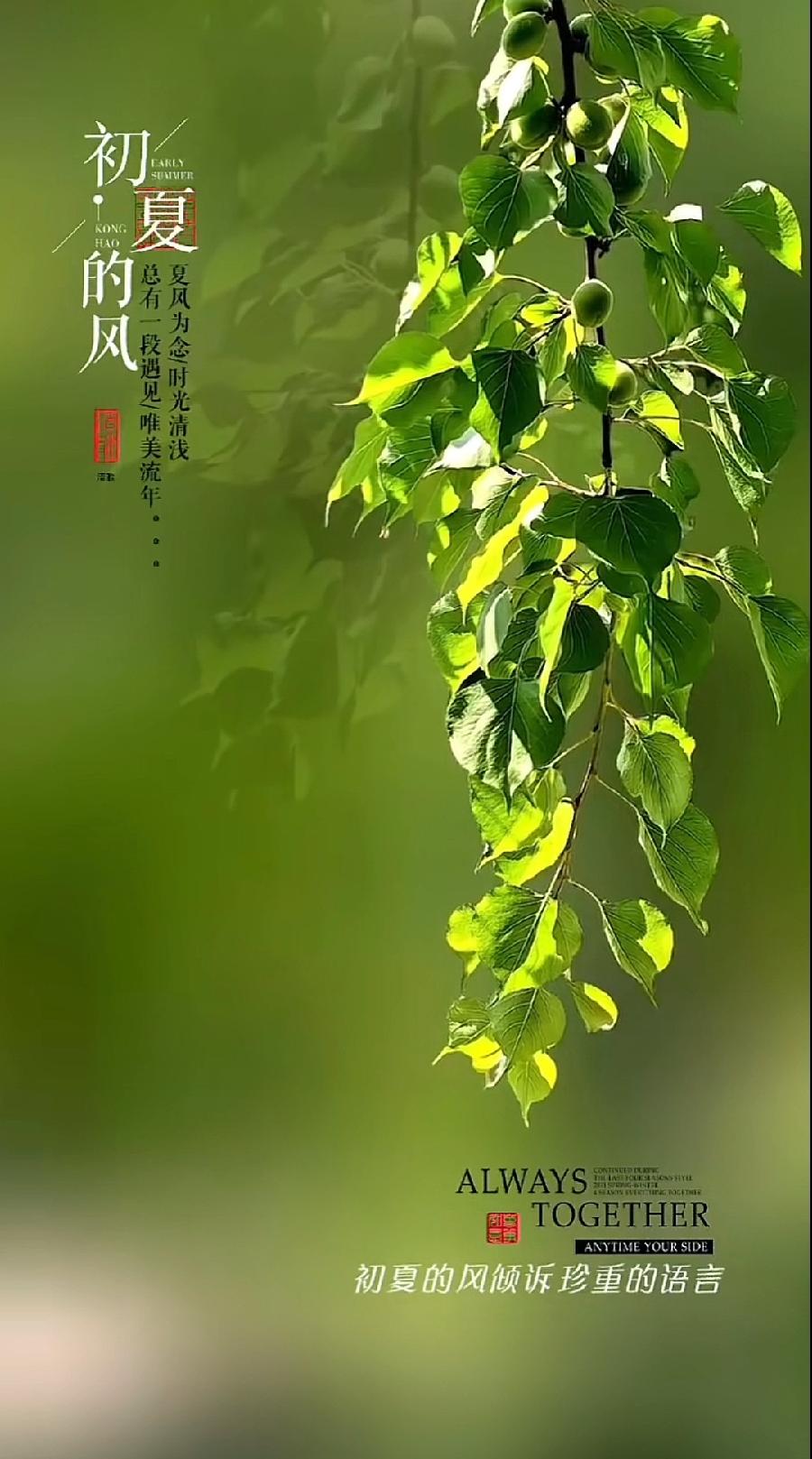 排律-感夏～诗||杨景儒（图8）