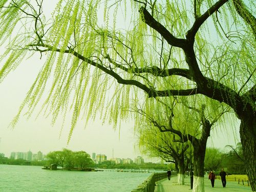 【微诗赏评】咏絮（外一首）文/写诗的静公子（图3）