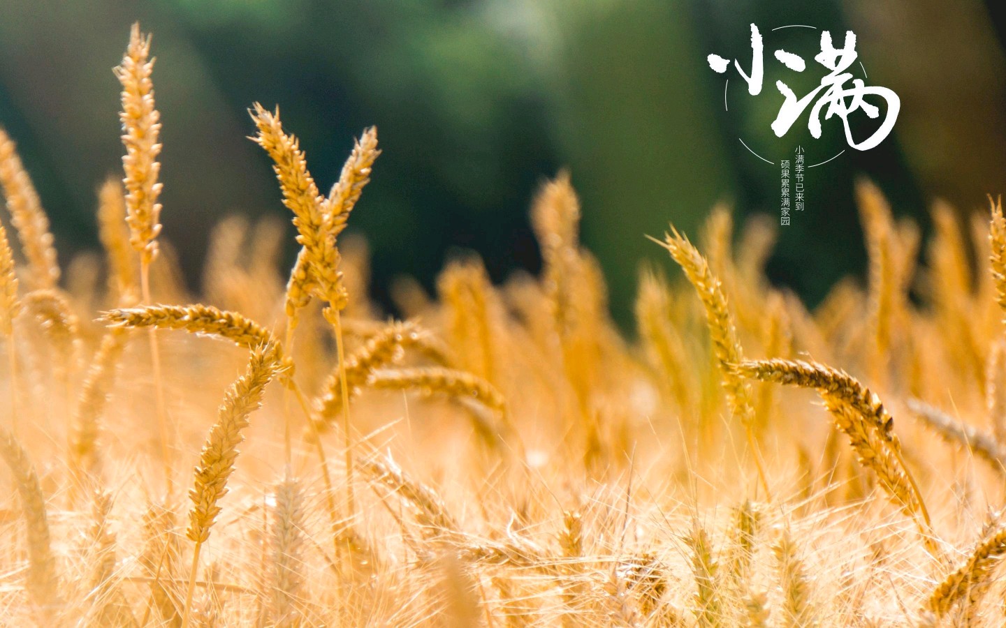 请欣赏《七律 小满时节》外二首 作者/朱守平 主播/祥云 编辑/海纳百川【中国长江文学社】有声文学平台【第8814期】（图3）