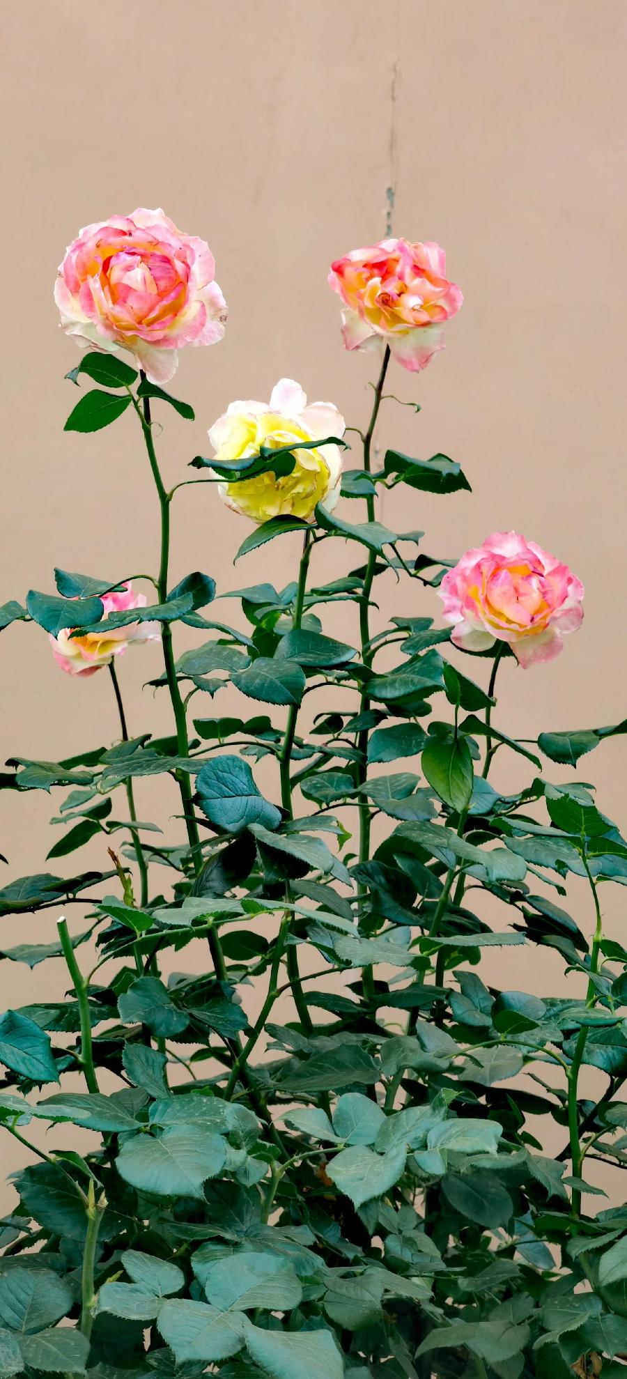 浣溪沙-月季花～词||紫色梦幻（图16）