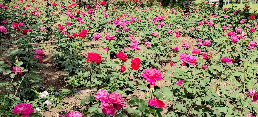 浣溪沙-月季花～词||紫色梦幻（图10）