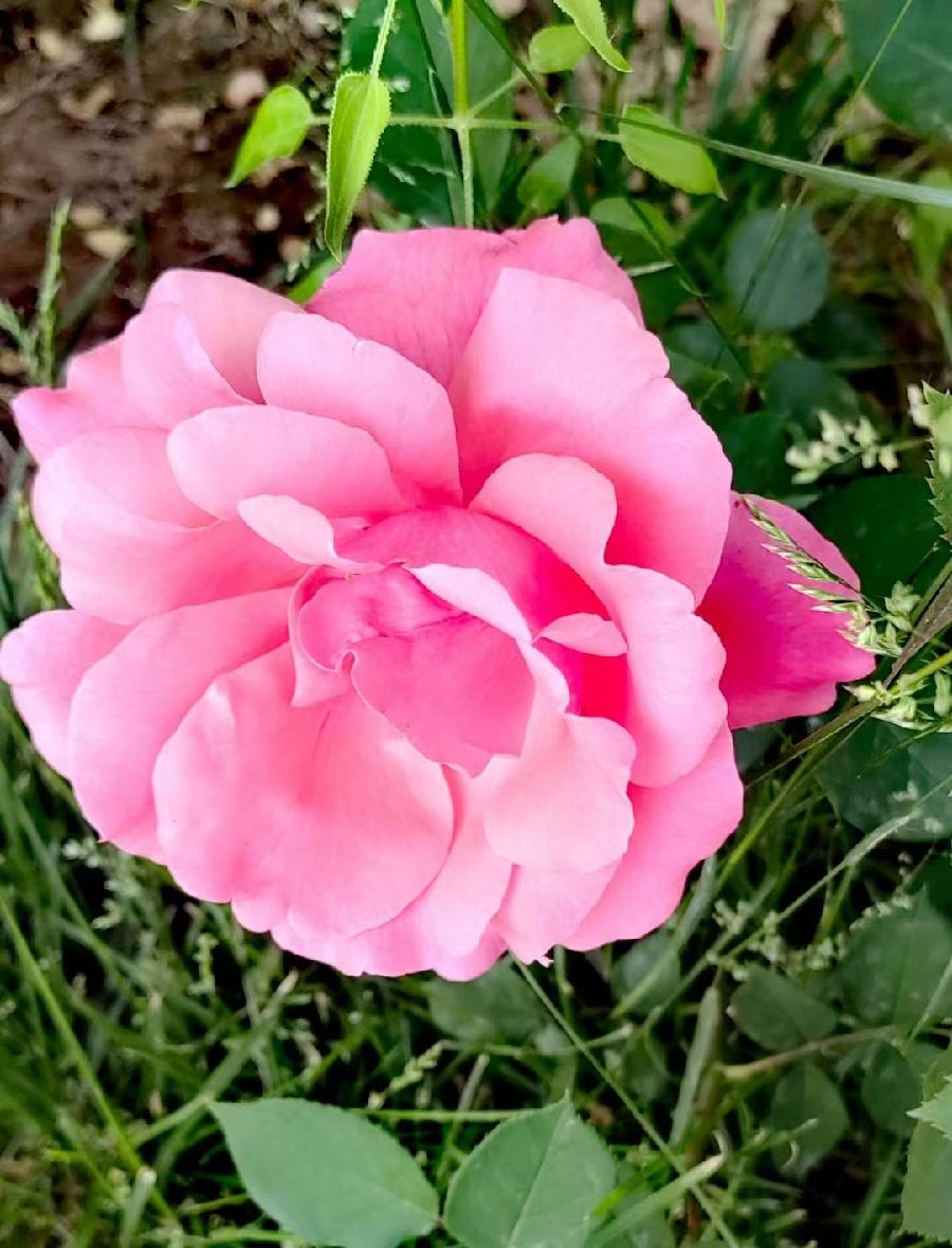 浣溪沙-月季花～词||紫色梦幻（图15）