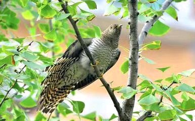 【荣耀中国】暑深麦黄文/古全鹏（图4）