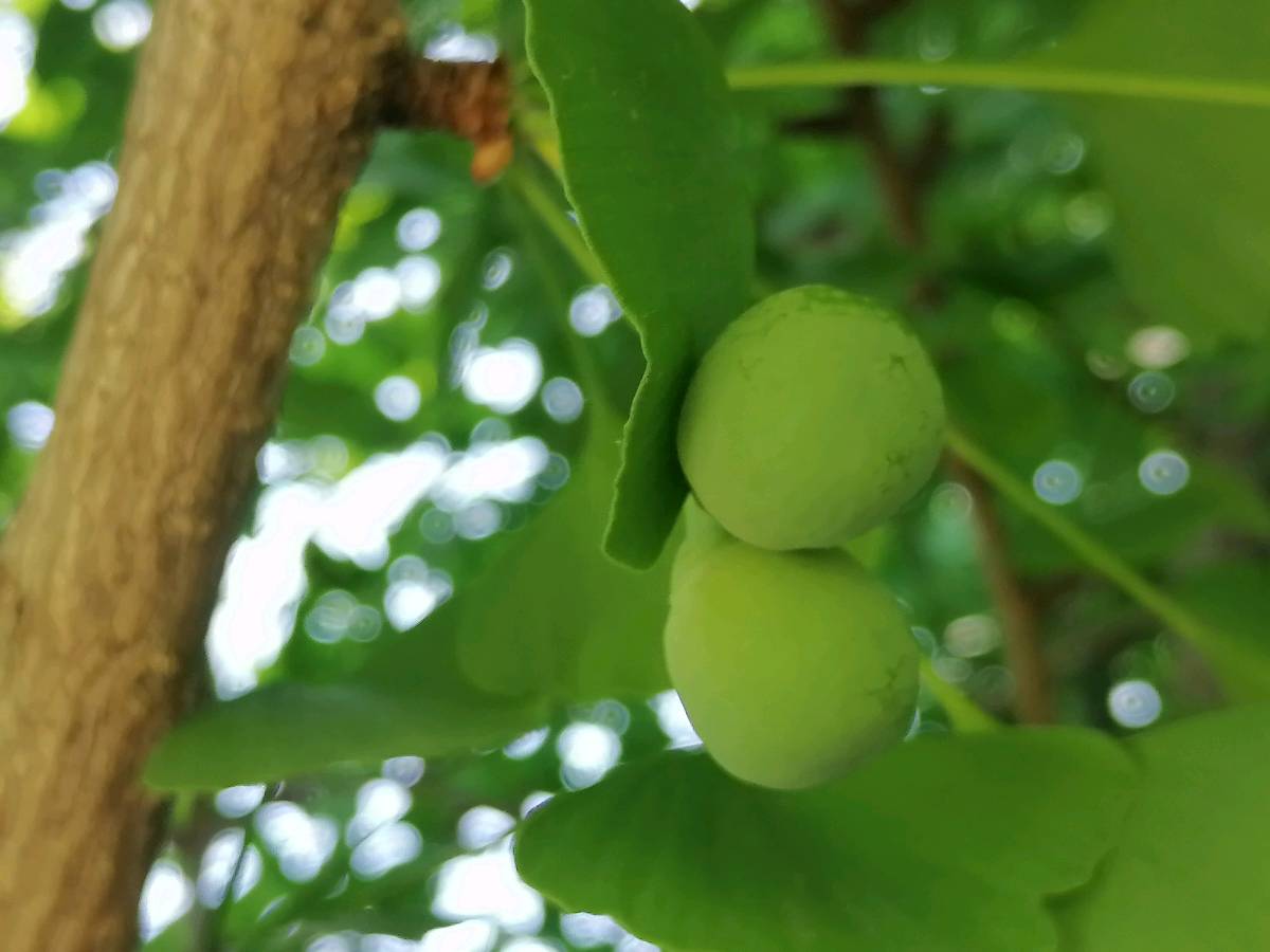 半圆的存在(外一首)（图2）