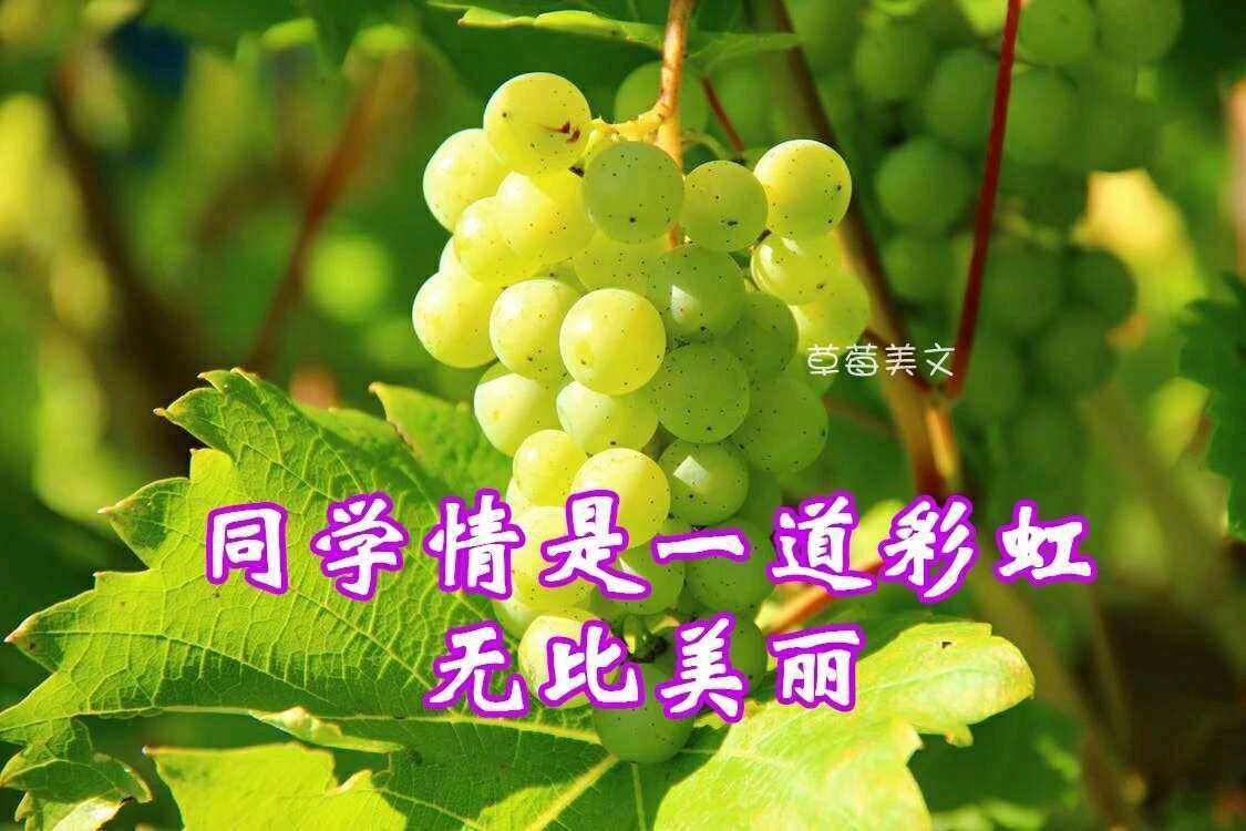 【新山东文学社】《古稀良会话同窗（十二首）》作者/江淮闲客 主播/天空（图6）
